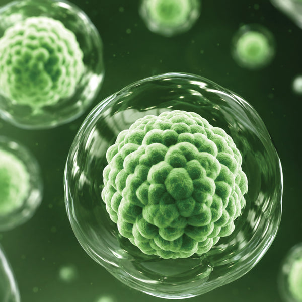 Noni Stem Cells