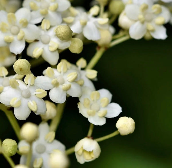 Elder Water Flower Ferment
