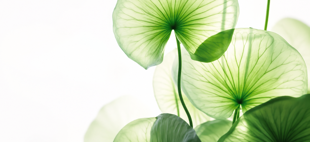 Why Is Cica So Popular in K-Beauty? Benefits of Centella Asiatica for Skin