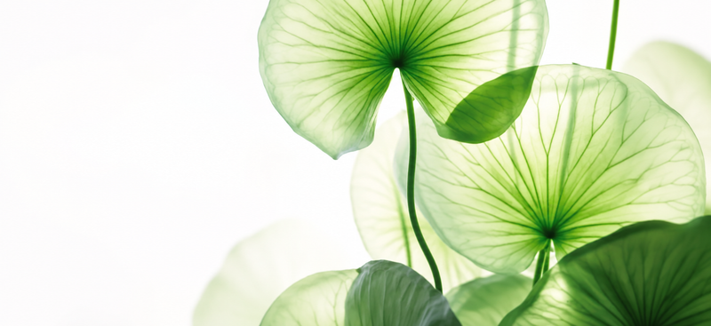 Why Is Cica So Popular in K-Beauty? Benefits of Centella Asiatica for Skin