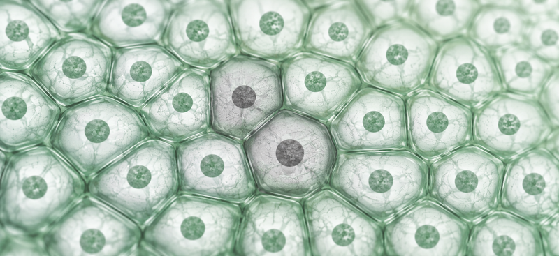You Have Zombie Cells Living in Your Body. And They're Not What You Think