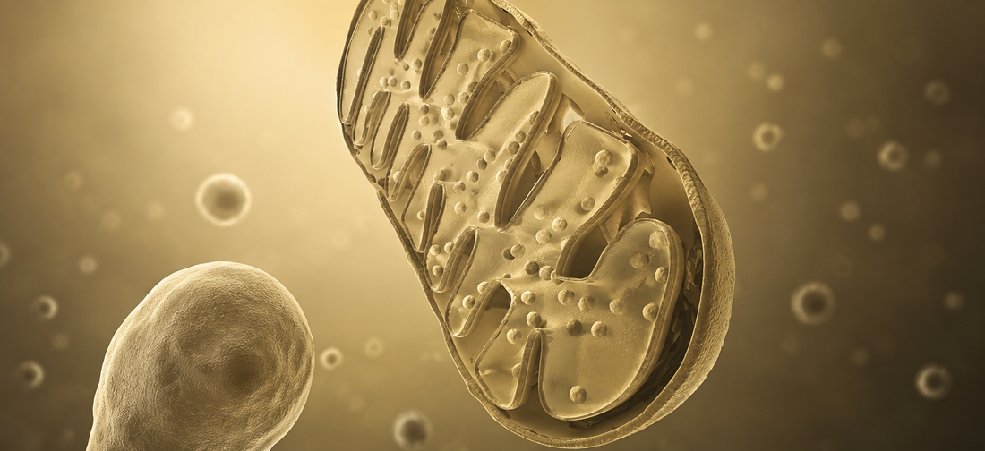 What Is Mitochondrial Health? A Scientific Guide to Mitochondria & Skin Longevity