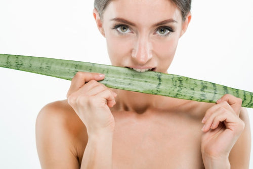 The Benefits of Aloe Vera in Hair Care Formulations Gain Scientific Backing