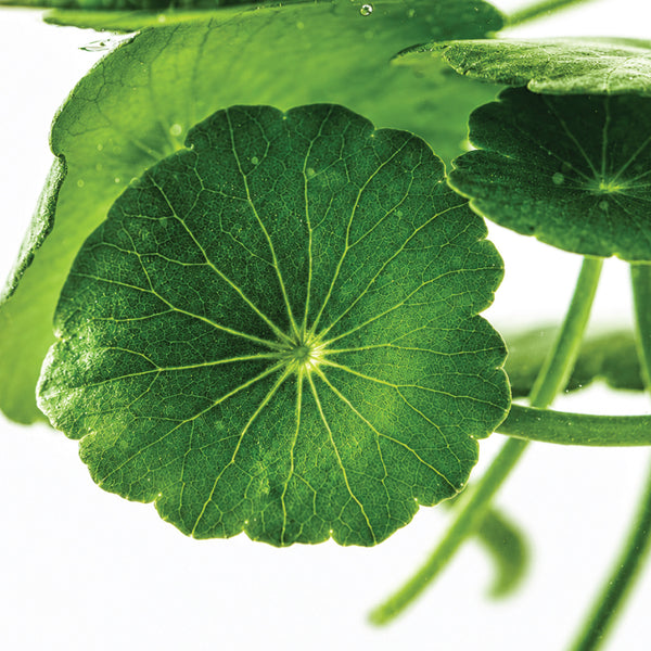 Potent Centella Extract