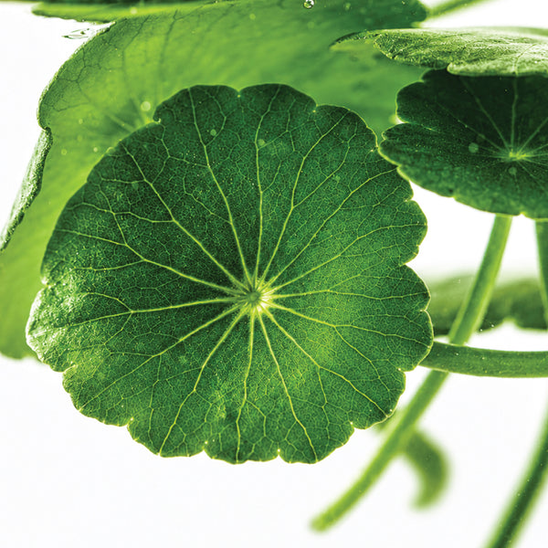 Supergreen Complex