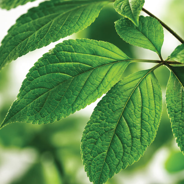⁠⁠Panax Ginseng