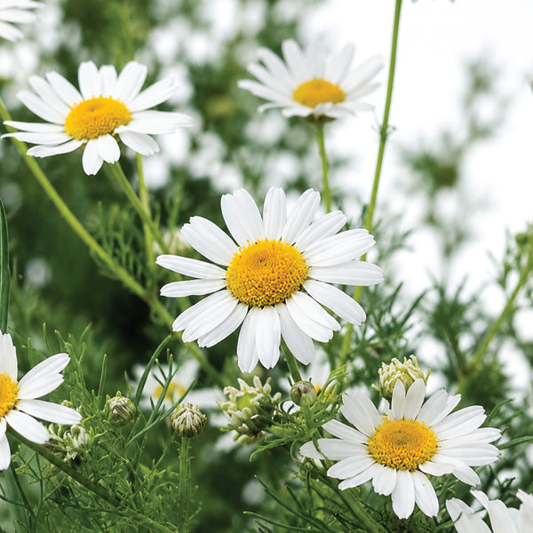 English Daisy Extract