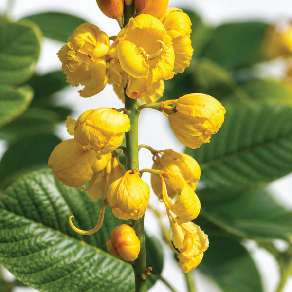 Cassia Fistula