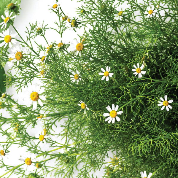 Chamomile Flower Extract