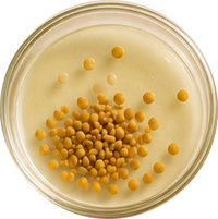 Slow Brewed Fenugreek Water
